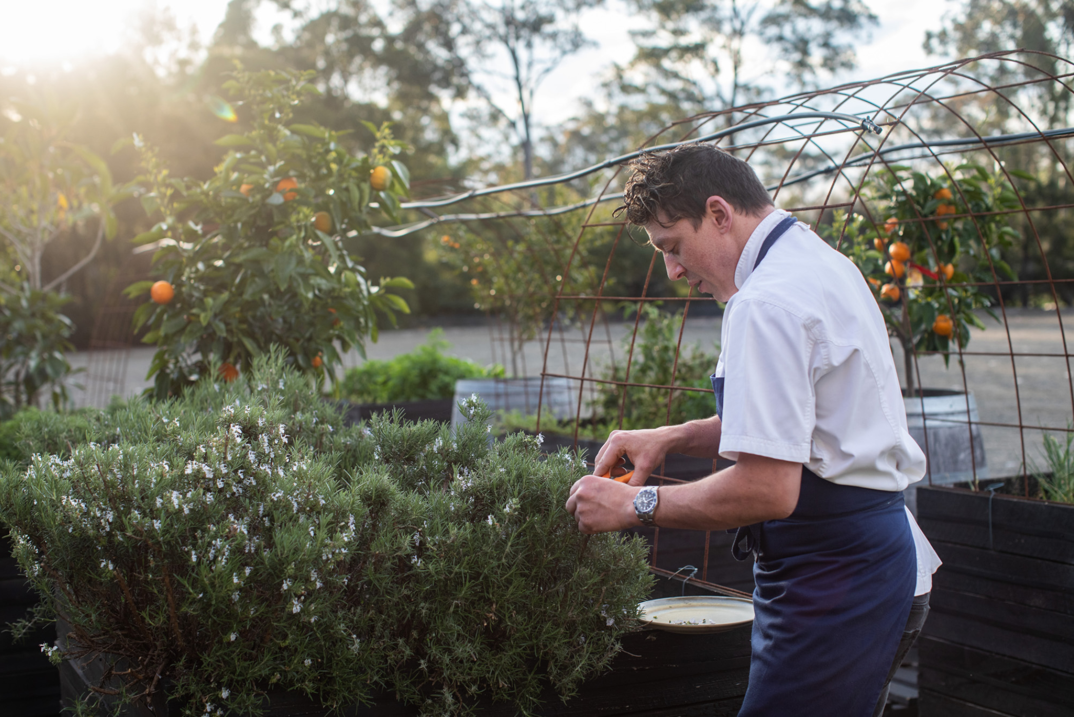 sean-townsend-the-wood-restaurant-chef-cook